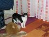 Katzen_neu_011.jpg