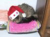 Merlin_Nikolaus_005.jpg