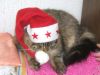 Merlin_Nikolaus_008.jpg