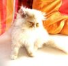 Filename=Simba1_Home.jpg
Filesize=76KB
Dimensions=437x422
Date added=Nov 20, 2009 Simba1_Home.jpg