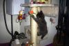 elvis_(17).jpg