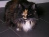Filename=sany1006.JPG
Filesize=563KB
Dimensions=1600x1200
Date added=Dec 17, 2010 sany1006.JPG